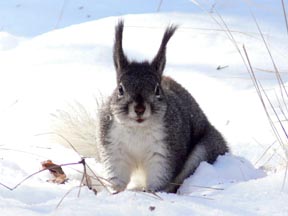 snowy abert 2