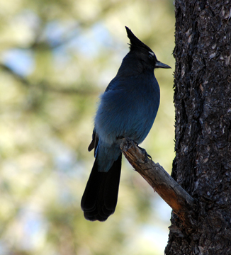 Steller's Jay