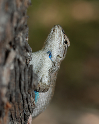 tree lizard