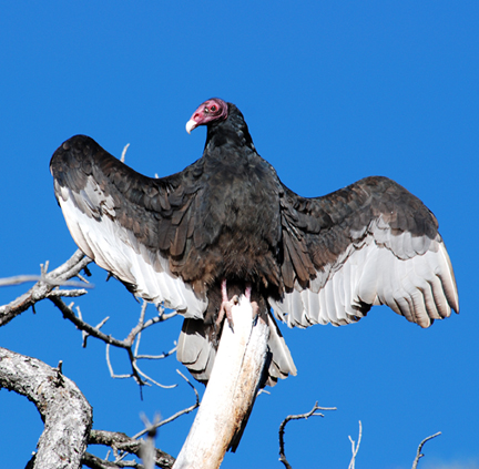 turkey vulture