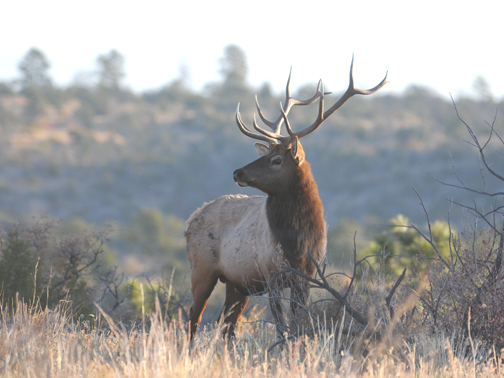 bull elk