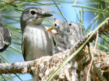 vireo