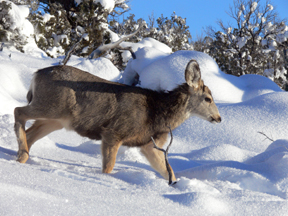 mule deer