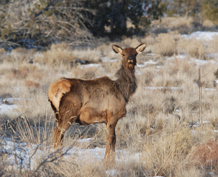 young elk