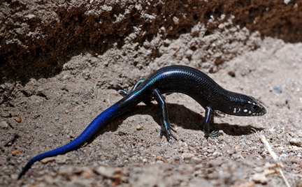 Hatchling Great Plains Skink
