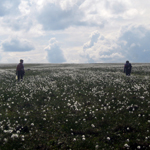 Two male figures walking across a broad landscape of green dotted white with cotton grass.