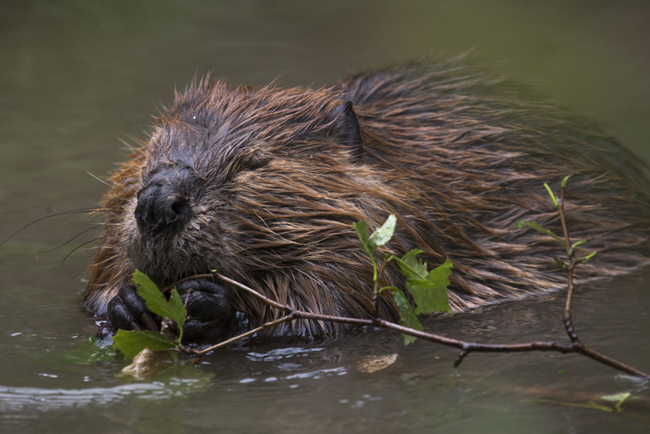 A beaver snacking on twigs while swimming through water.