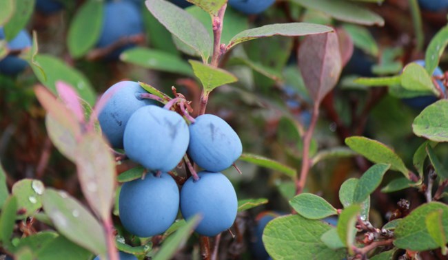 Close up of a blueberry patch