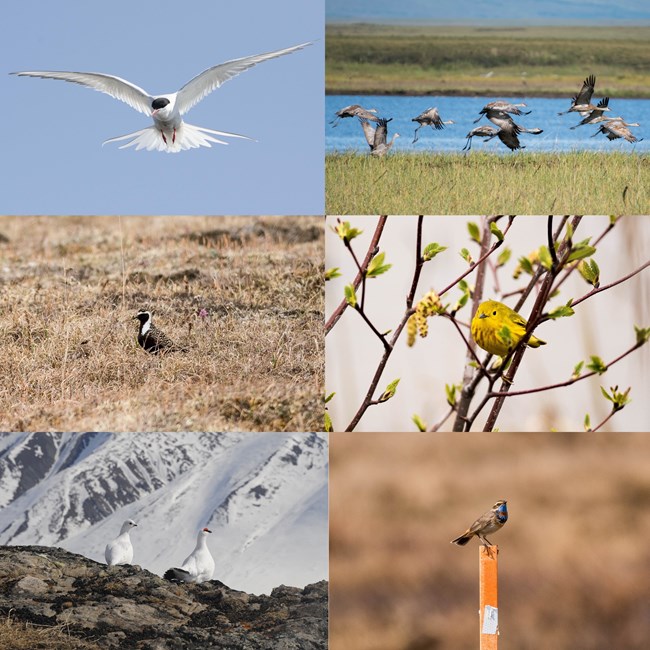 Six bird species: an arctic tern, sandhill cranes, pacific golden plover, yellow warbler, rock ptarmigan, and siberian bluethroat.