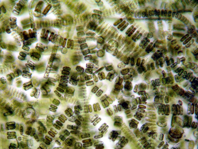 Close-up view of diatoms.