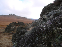 Dark gray lichens with beads of rain water grow on granite outcroppings in the foreground. Tors on top of an autumn colored hill in the background.