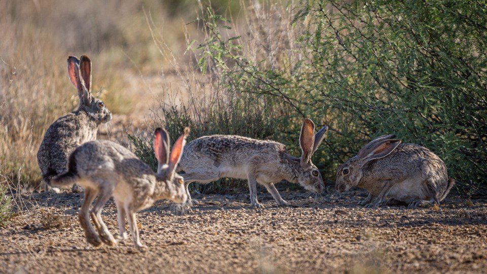 What Mammal Did I See Big Bend National Park (U.S. National Park Service)
