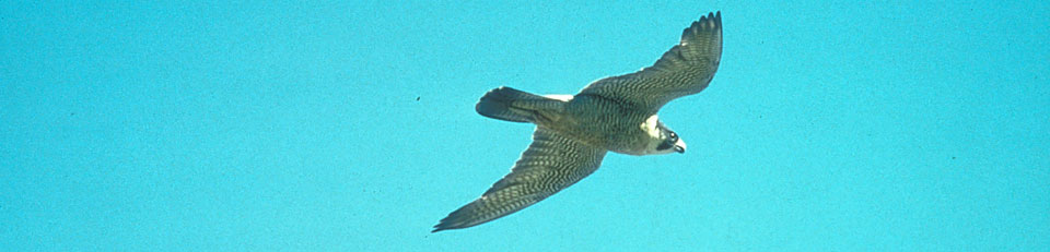 Peregrine Falcon