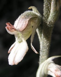 Hidalgo ladies-tresses