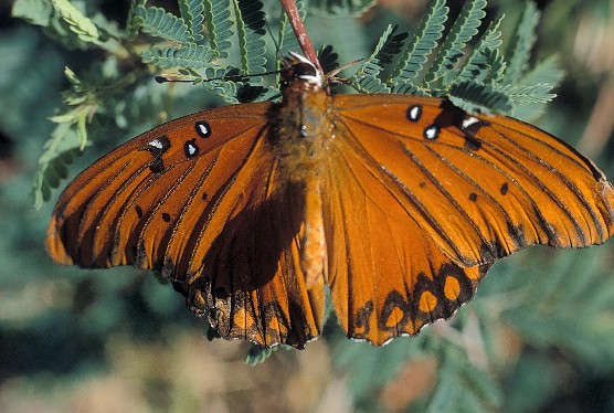 Gulf fritillary