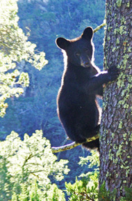 Bear cub climbing tree