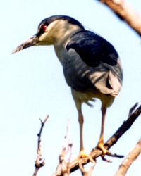 Black-crowned night heron at Rio Grande Village