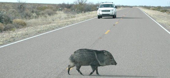 Caution: javelina crossing
