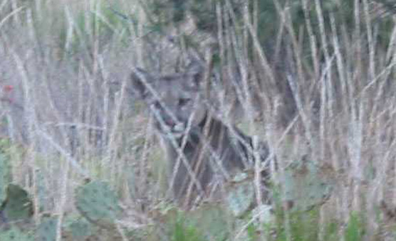 Mountain lion peering through the grass along the Lost Mine Trail