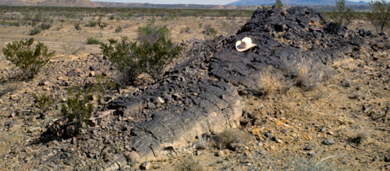 Petrified tree, in situ