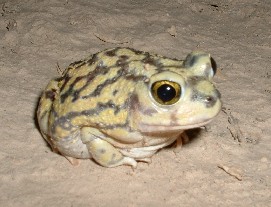 Couch's spadefoot toad