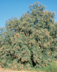 Tamarisk