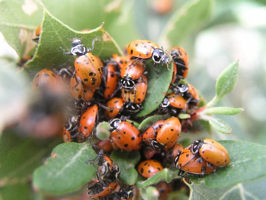 Ladybugs gathering on an oak branch