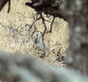 A fleeting glimpse of the Montezuma Quail