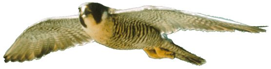Peregrine falcon