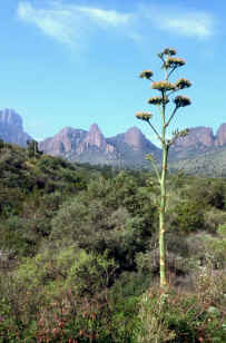 Century plant