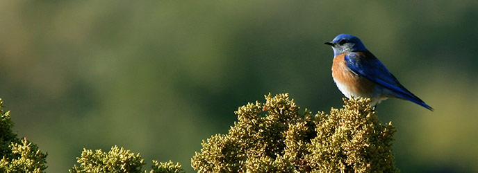 Western Bluebird