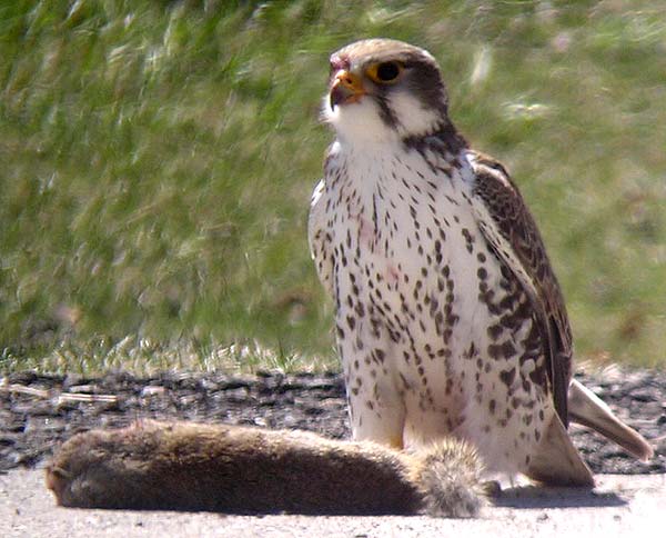 Prairie Falcon