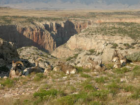 A group of bighorn sheep enjoying the scenery.