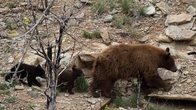 A mother bear and two cubs at Trail Creek