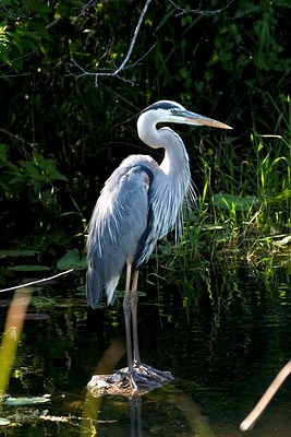 Great Blue Heron standing on a rock surrounded by water.