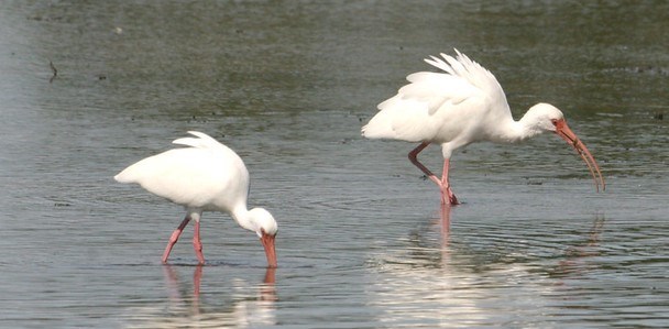 Two White Ibis feeding in shallow water.