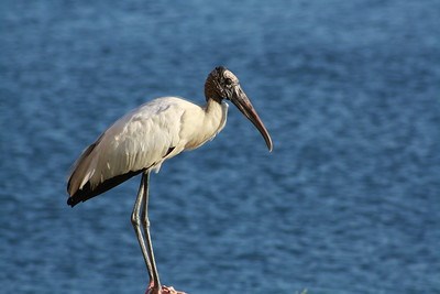Wood Stork perched in front of water.