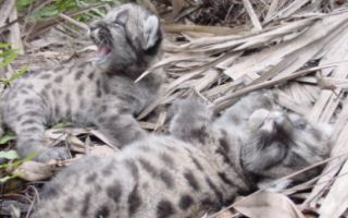 There are less than 100 Florida panthers remaining in the wild on the planet.