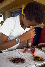 A young boy looks through a microscope at marine life found on red mangrove leaves scooped from Biscayne Bay.