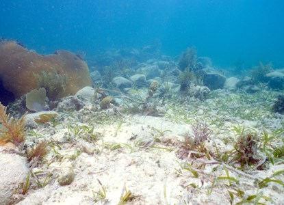 A sandy, grassy bottom scattered with loose ballsat stones.