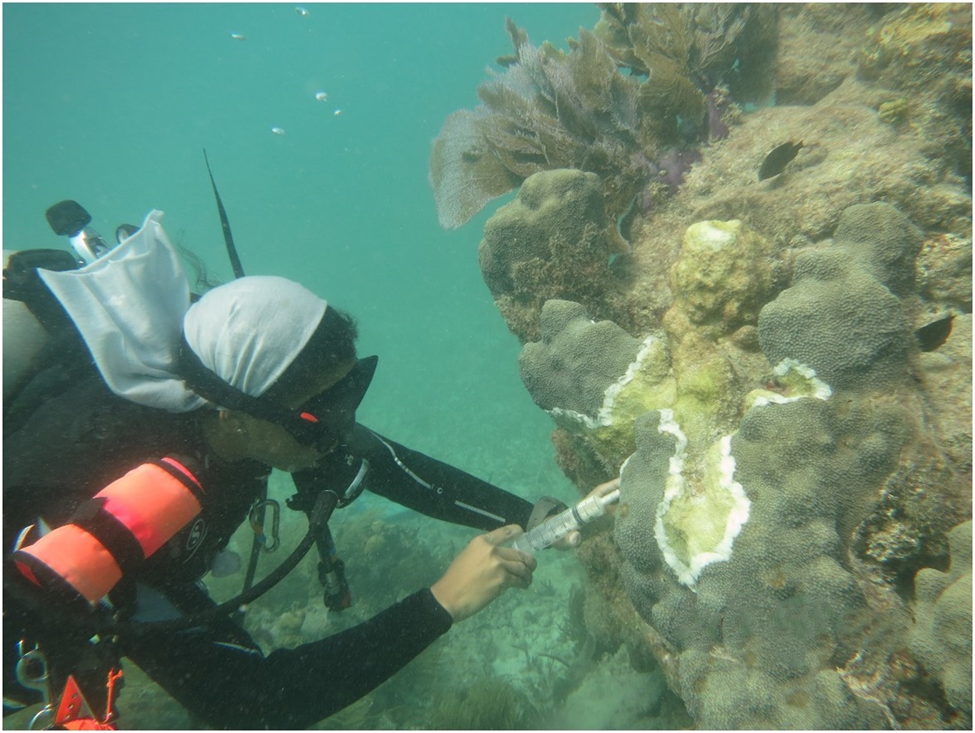 A scuba diver applies medicine in a syringe to a diseased coral colony