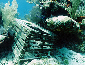 Abandoned lobster trap lodged in coral reef.