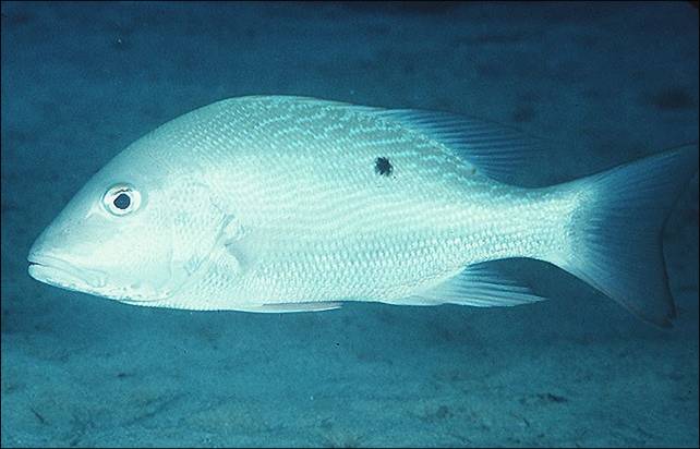 Swimming mutton snapper.