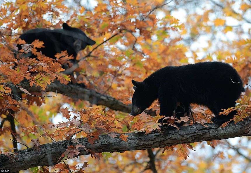 black bears in a tree
