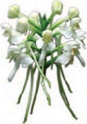 White fringless orchid