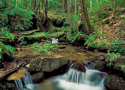 A small side stream tumbles over boulders.