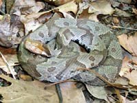 Cooperhead snake