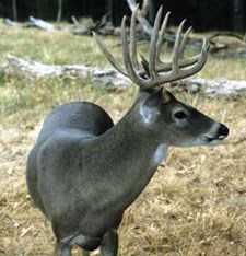 Side profile of a buck