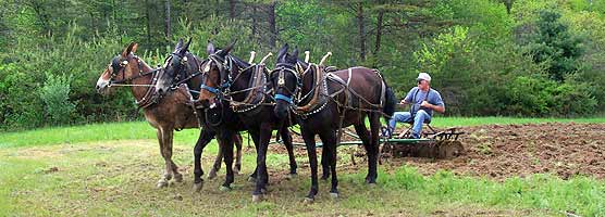 Four mules pull a plow during the Spring Planting Festival.