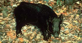 Wild boar in Big South Fork